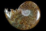 Polished, Agatized Ammonite (Cleoniceras) - Madagascar #97230-1